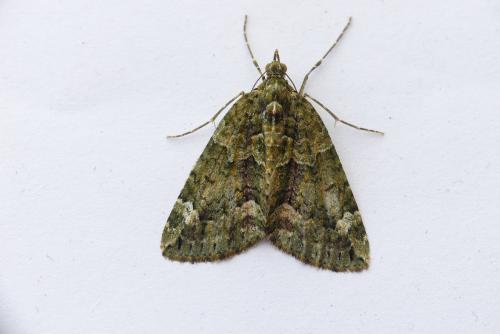 Réf. 181 846 : Chloroclysta siterata